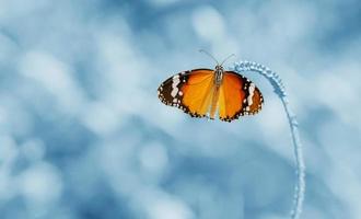 Butterfly is a beautiful and blur background. photo