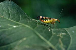 panorpidae en una hoja verde