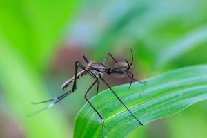 Mosquito on green leaf photo
