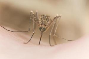 Mosquito chupando sangre, primer plano extremo con gran aumento foto
