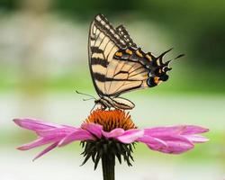 Tiger Swallowtail on Coneflower III