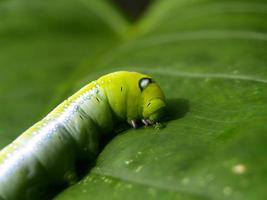worm caterpillar photo