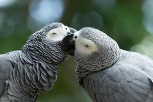 macaw photo