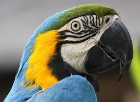 parrot upclose photo