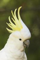 Sulphur-crested Cockatoo closeup