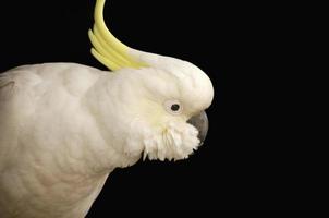 crested white cickatoo