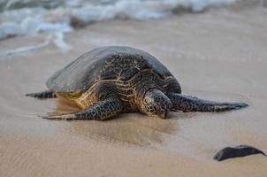 Sea Turtle on Hawaii photo
