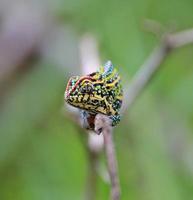 Jewelled chameleon, Madagascar photo