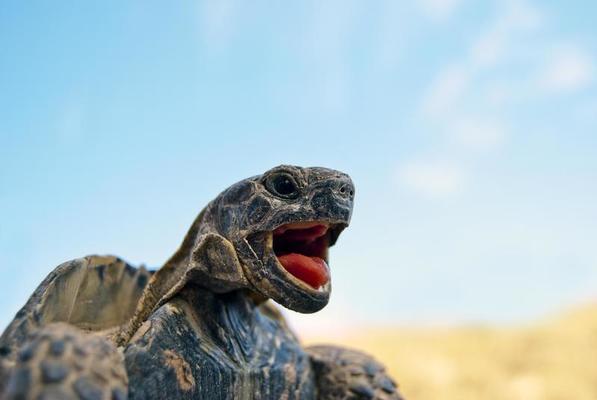 Turtle Stock Photos, Images and Backgrounds for Free Download