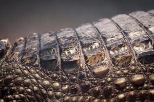 Crocodile skin texture. photo