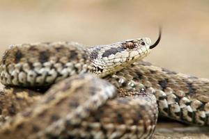 ursinii viper closeup photo