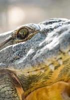 crocodile close-up eyes and teeth photo