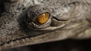 ojo de un cocodrilo asaltante en el parque nacional de chitwan