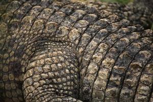 Nile crocodile (Crocodylus niloticus) leather texture.