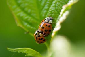 Ladybug in mating photo