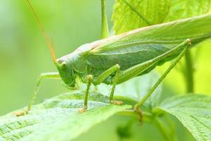 Grasshopper green photo