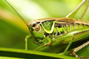 Grasshopper Metriopetera roeselii photo