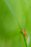 Litte orange grasshopper photo