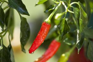 Hot Spicy Bright Red Pepper photo