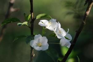 Apple tree flowers photo