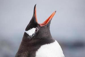 Pingüino Gentoo bostezando, Antártida foto