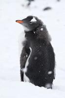polluelo de pingüino gentoo casi muda con los restos de pelusa