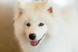 White Samoyed dog puppy photo