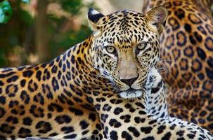 Close-up of a leopard with brown and yellow spots photo