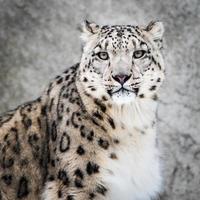 Snow Leopard XIV