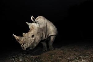 rinoceronte blanco foto