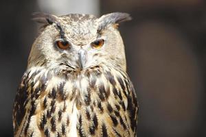 Long-eared owl photo