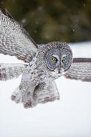Great Grey Owl in flight during winter