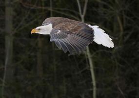 águila calva deslizante foto