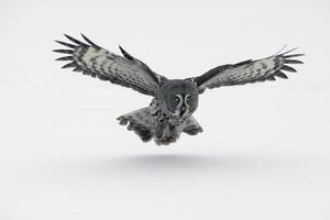A gray owl with wings spread out photo