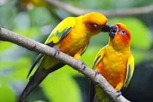 Love Birds Wallpapers 21 Top Free Love Birds Hd Backgrounds For Tablet  Bird  wallpaper Birds wallpaper hd Nature birds