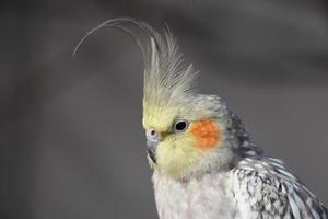 stately cockatiel with crest photo