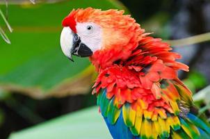 hermoso pájaro guacamayo foto