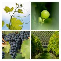 Collage-Grape-Vine Vineyard