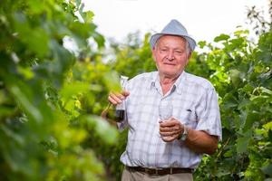 Senior viticulturist photo