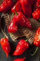 Spicy Hot Bhut Jolokia Ghost Peppers