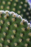 Cactus flowers photo