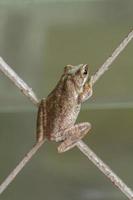 Tree Frog photo