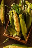 Raw Organic Yellow Seet Corn photo