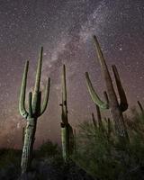 Saguaros and the Milky Way photo