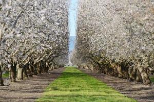 almond blooming photo