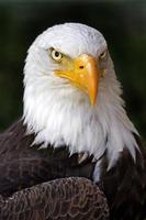 Portrait of a Bald Eagle photo