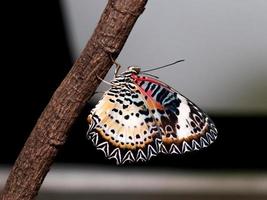 colorido de mariposa foto