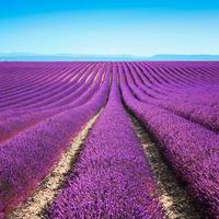 Lavender flower blooming fields endless rows. Valensole provence photo