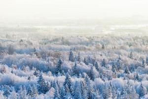 Winter forest view photo
