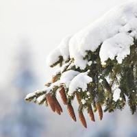 fir tree, cones, snow, winter. photo